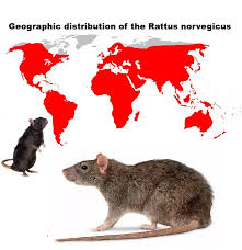 Attēlu rezultāti vaicājumam “Rattus norvegicus”