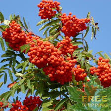 Attēlu rezultāti vaicājumam “Sorbus aucuparia”
