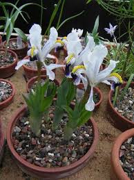 Attēlu rezultāti vaicājumam “Iris rosenbachiana”