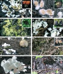 Attēlu rezultāti vaicājumam “Pachyphloeus melanoxanthus”