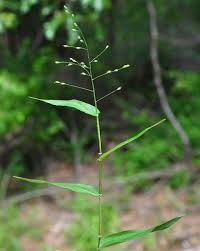 Attēlu rezultāti vaicājumam “Diderma roanense stalked”