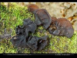 Attēlu rezultāti vaicājumam “Exidia truncata”