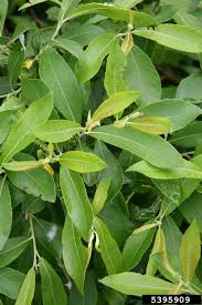 Attēlu rezultāti vaicājumam “Salix cinerea leaf”