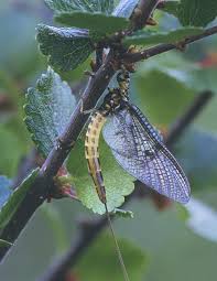 Attēlu rezultāti vaicājumam “Ephemera sp.”