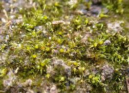 Attēlu rezultāti vaicājumam “Ephemerum serratum”