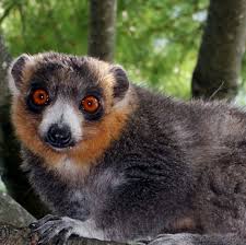 lemur ile ilgili görsel sonucu