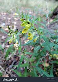 Attēlu rezultāti vaicājumam “Melampyrum pratense flower”