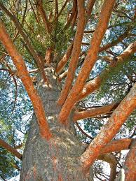 Attēlu rezultāti vaicājumam “Pinus sylvestris var. turfosa”