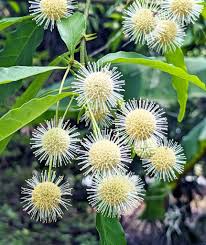 Attēlu rezultāti vaicājumam “Aphelia viburniana”