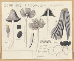 Attēlu rezultāti vaicājumam “Coprinus lagopus”