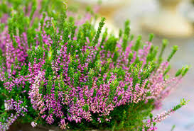 Attēlu rezultāti vaicājumam “Calluna vulgaris flower”