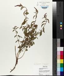 Attēlu rezultāti vaicājumam “Phleum phleoides fruit”