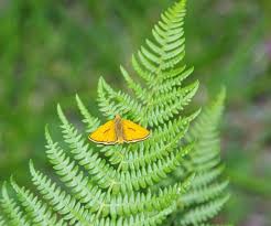 Attēlu rezultāti vaicājumam “Thymelicus sylvestris underside”