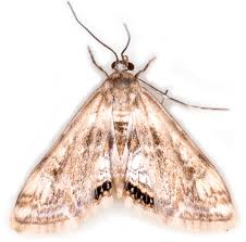 Attēlu rezultāti vaicājumam “Cataclysta lemnata”