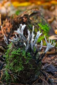 Attēlu rezultāti vaicājumam “Xylaria hypoxylon”