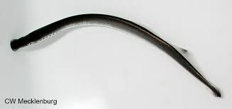 Image result for Lethenteron camtschaticum