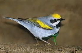 Image result for Vermivora chrysoptera