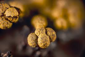 Attēlu rezultāti vaicājumam “Physarum, Nannengaella sp.”