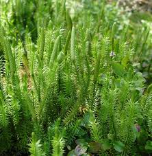 Attēlu rezultāti vaicājumam “Lycopodium dubium”