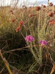 Attēlu rezultāti vaicājumam “Erica tetralix flower”