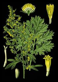 Attēlu rezultāti vaicājumam “Artemisia absinthium flower”
