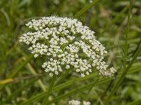 Attēlu rezultāti vaicājumam “Selinum carvifolia”