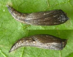 Attēlu rezultāti vaicājumam “Timandra comae”