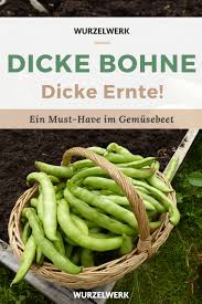 Image result for Dicke Bohnen