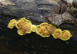 Attēlu rezultāti vaicājumam “Pseudomerulius aureus”