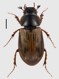 Attēlu rezultāti vaicājumam “Aphodius subterraneus”