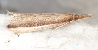 Attēlu rezultāti vaicājumam “Donacaula mucronella”