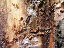 Attēlu rezultāti vaicājumam “Hylastes sp.”