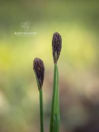 Attēlu rezultāti vaicājumam “Carex pilosa”