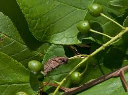 Attēlu rezultāti vaicājumam “Taphrina padi”