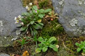 Attēlu rezultāti vaicājumam “Erophila verna”