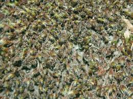 Attēlu rezultāti vaicājumam “Polytrichum piliferum”