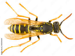 Attēlu rezultāti vaicājumam “Polistes nimpha”