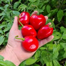 Afbeeldingsresultaat voor red rocoto hot pepper