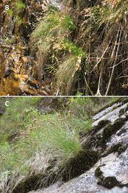 Attēlu rezultāti vaicājumam “Trichia scabra sessile”