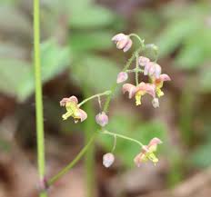 Attēlu rezultāti vaicājumam “Epimedium alpinum”