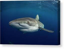 Image result for Carcharhinus galapagensis