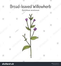 Attēlu rezultāti vaicājumam “Epilobium montanum”