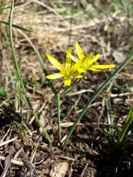 Attēlu rezultāti vaicājumam “Gagea pratensis flower”