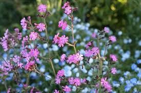 Attēlu rezultāti vaicājumam “Silene dioica flower”