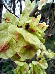 Attēlu rezultāti vaicājumam “Ulmus minor”