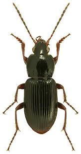 Attēlu rezultāti vaicājumam “Pterostichus quadrifoveolatus”