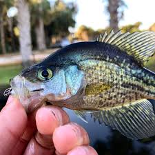 Image result for Pomoxis nigromaculatus