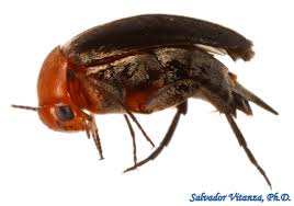 Attēlu rezultāti vaicājumam “Mordellidae”