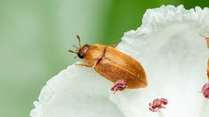 Attēlu rezultāti vaicājumam “Byturus tomentosus”