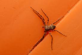 Attēlu rezultāti vaicājumam “Trichia longipalpis macro”